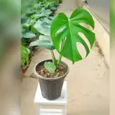 برگ انجیری مونسترا گیاه آپارتمانی مقاوم و زیبا با نگهداری آسان با ارتفاع حدود 45 سانت