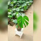 برگ انجیری مونسترا گیاه آپارتمانی مقاوم و زیبا با نگهداری آسان با ارتفاع حدود 45 سانت