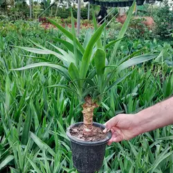 یوکا تنه دار گیاه آپارتمانی سایز اقتصادی