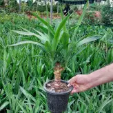 یوکا تنه دار گیاه آپارتمانی سایز اقتصادی