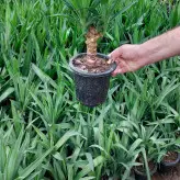 یوکا تنه دار گیاه آپارتمانی سایز اقتصادی