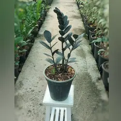 زاموفیلیا بلک گیاه آپارتمانی با ارتفاع حدود 35 سانتی متر