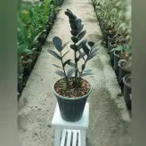 زاموفیلیا بلک گیاه آپارتمانی با ارتفاع حدود 35 سانتی متر