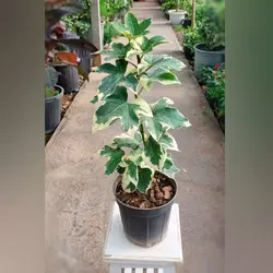 گیاه آرالیا ابلق با ارتفاع حدود 35 سانتی متر