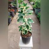 گیاه آرالیا ابلق با ارتفاع حدود 35 سانتی متر