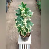 گیاه آرالیا ابلق با ارتفاع حدود 35 سانتی متر