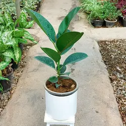 گیاه فیکوس سبز الستیکا با گلدان سرامیکی