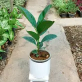 گیاه فیکوس سبز الستیکا با گلدان سرامیکی