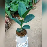 گیاه فیکوس سبز الستیکا با گلدان سرامیکی