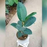 گیاه فیکوس سبز الستیکا با گلدان سرامیکی
