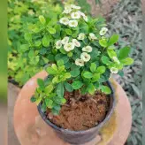 گل و گیاه آپارتمانی مرجان سفید