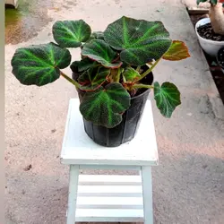 بگونیا موکتی گیاه مقاوم و زیبا