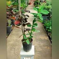 گیاه فردوس با ارتفاع حدود 40 سانتی متر