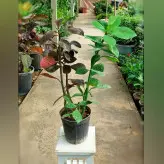 گیاه فردوس با ارتفاع حدود 40 سانتی متر