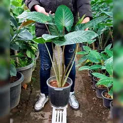 بابا آدم تنه قرمز آلوکازیا گیاه آپارتمانی زیبا و با کیفیت پر غلاف