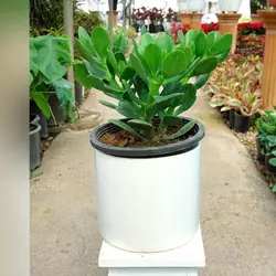 گیاه کراسولا یشم با گلدان سرامیکی