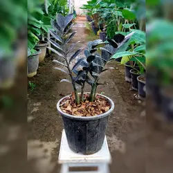 زاموفیلیا بلک گیاه آپارتمانی مقاوم و زیبا با نگهداری آسان