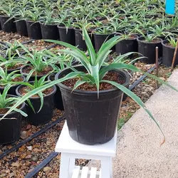 گیاه میوه آناناس سایز بزرگ