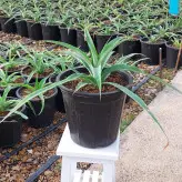 گیاه میوه آناناس سایز بزرگ