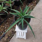 گیاه میوه آناناس سایز بزرگ