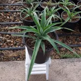 گیاه میوه آناناس سایز بزرگ