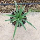 گیاه میوه آناناس سایز بزرگ