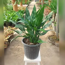 آگلونما بلک گیاه آپارتمانی مقاوم با نگهداری آسان و ارتفاع حدود 35 سانتی متر