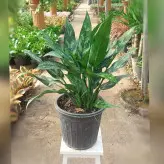 آگلونما بلک گیاه آپارتمانی مقاوم با نگهداری آسان و ارتفاع حدود 35 سانتی متر