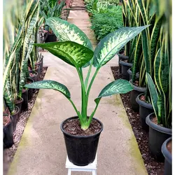 گیاه دیفن باخیا گیاه آپارتمانی مقاوم و ماندگار