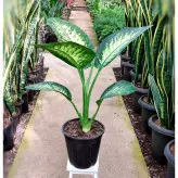 گیاه دیفن باخیا گیاه آپارتمانی مقاوم و ماندگار