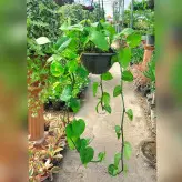 پک 5 عددی گیاه پتوس سبز آویز بسیار با کیفیت و شاداب