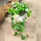 پک 5 عددی گیاه پتوس سبز آویز بسیار با کیفیت و شاداب
