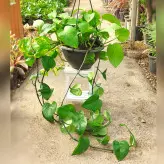 پک 5 عددی گیاه پتوس سبز آویز بسیار با کیفیت و شاداب