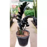 زاموفیلیا سوپر بلک با کیفیت و ریشه پر با ارتفاع حدود 35 سانتی متر