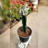 کاکتوس دفرمه پیوندی با پایه کاکتوس چرمی با ارتفاع حدود 40 سانتی متر