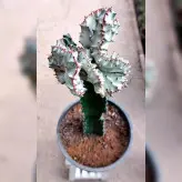 کاکتوس دفرمه پیوندی با پایه کاکتوس چرمی با ارتفاع حدود 40 سانتی متر