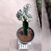 کاکتوس دفرمه پیوندی با پایه کاکتوس چرمی با ارتفاع حدود 40 سانتی متر
