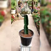 کاکتوس دفرمه پیوندی با پایه کاکتوس چرمی با ارتفاع حدود 40 سانتی متر