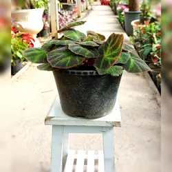 گیاه بگونیا موکتی گیاه خاص و زیبا مناسب برای آپارتمان