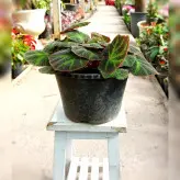 گیاه بگونیا موکتی گیاه خاص و زیبا مناسب برای آپارتمان