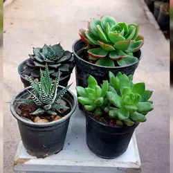 ساکولنت های زیبا به همراه کاکتوس هاورتیا گور خری پک 4 عددی(مناسب تراریوم هم می باشد)
