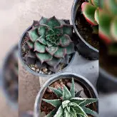 ساکولنت های زیبا به همراه کاکتوس هاورتیا گور خری پک 4 عددی(مناسب تراریوم هم می باشد)