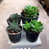 ساکولنت های زیبا به همراه کاکتوس هاورتیا گور خری پک 4 عددی(مناسب تراریوم هم می باشد)