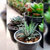 ساکولنت های زیبا به همراه کاکتوس هاورتیا گور خری پک 4 عددی(مناسب تراریوم هم می باشد)