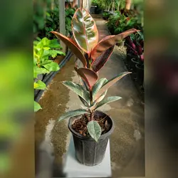 فیکوس شرابی گیاه آپارتمانی با کیفیت با ارتفاع حدود 55 سانتی متر