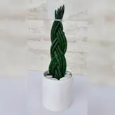 سانسوریا بافت گیاه آپارتمانی مقاوم همراه گلدان سرامیکی یک هدیه ویژه
