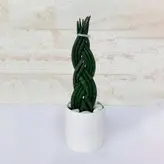 سانسوریا بافت گیاه آپارتمانی مقاوم همراه گلدان سرامیکی یک هدیه ویژه