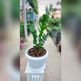 زاموفیلیا سبز گیاه آپارتمانی مقاوم با گلدان پلاستیکی