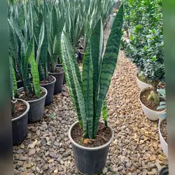 گیاه سانسوریا سبز شمشیری با کیفیت سه غلاف با ارتفاع حدود 70 سانتی متر