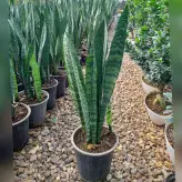 گیاه سانسوریا سبز شمشیری با کیفیت سه غلاف با ارتفاع حدود 70 سانتی متر